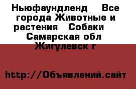 Ньюфаундленд  - Все города Животные и растения » Собаки   . Самарская обл.,Жигулевск г.